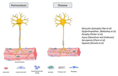 Editorial: Skeletal muscle—From developmental concepts to therapy